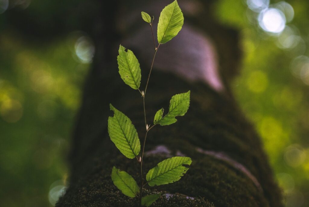 A small plant growing on the branch of a tree, symbolizing sustainable growth and resilience.